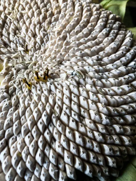 光の下で白いひまわりの種の垂直ショット — ストック写真