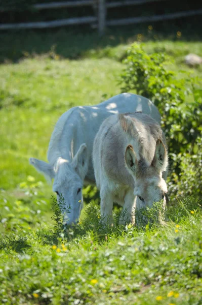 Vertikal Bild Betande Åsnor Gård Fält Solljuset Med Suddig Bakgrund — Stockfoto