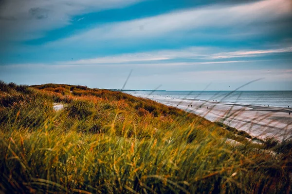 Een Close Van Strand Gras Met Uitzicht Zee Achtergrond Tijdens — Stockfoto