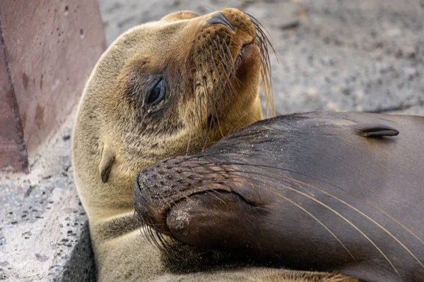 Close Dois Bonitos Abraçando Focas Pele Conceito Romance Amor — Fotografia de Stock