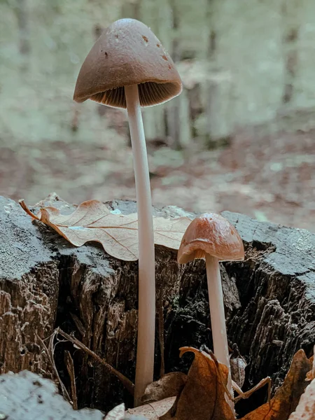 森の中の2つの秋のキノコの垂直閉鎖ショット — ストック写真