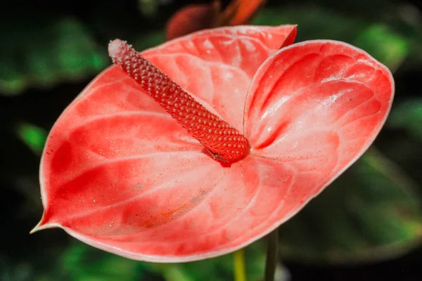 Eine Nahaufnahme Einer Roten Anthurium Andraeanum Blume — Stockfoto