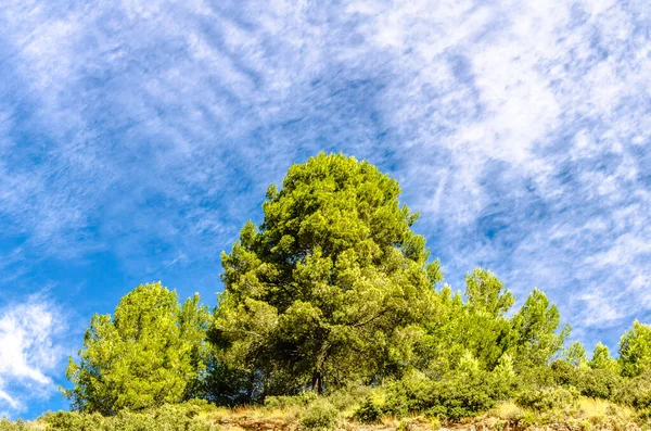 Πράσινα Δέντρα Και Γαλανός Ουρανός Πάνω Του Κατά Διάρκεια Της — Φωτογραφία Αρχείου