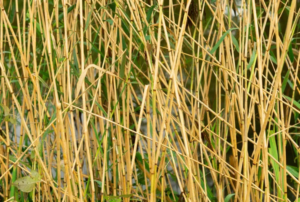 Gros Plan Groupe Pailles Blé Jaune Poussant Dans Champ — Photo