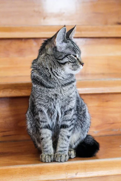 一只长着绿色眼睛的可爱条纹猫的垂直照片 — 图库照片
