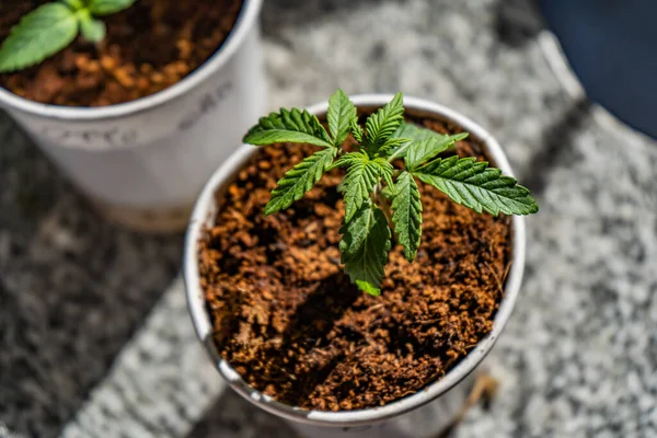 Una Inyección Alto Ángulo Plantas Marihuana Una Lata — Foto de Stock