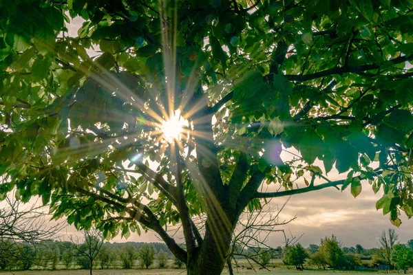Ağaç Yaprakları Arasında Parlak Güneş Işığı — Stok fotoğraf