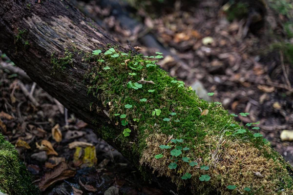 Tiro Close Tronco Uma Floresta — Fotografia de Stock