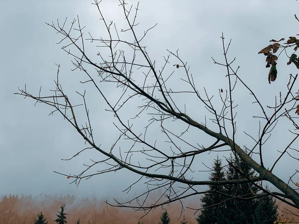 Detailní Záběr Suché Větve Stromu Podzimním Lese Proti Modré Obloze — Stock fotografie