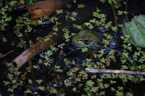 Высокоугольный Снимок Лягушки Пруду Зеленью — стоковое фото