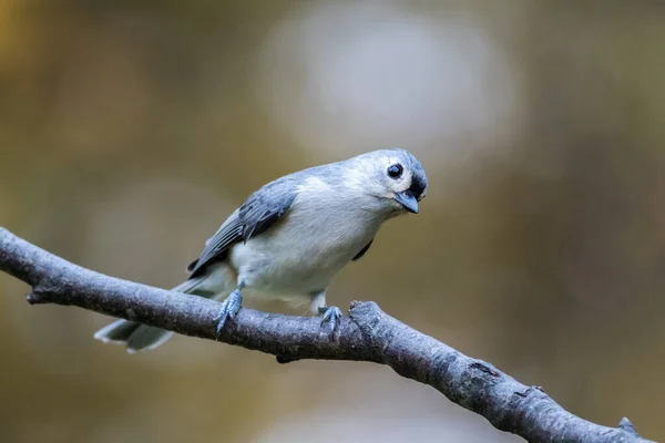 背景がぼやけている枝の上にかわいい鳥のクローズアップ — ストック写真
