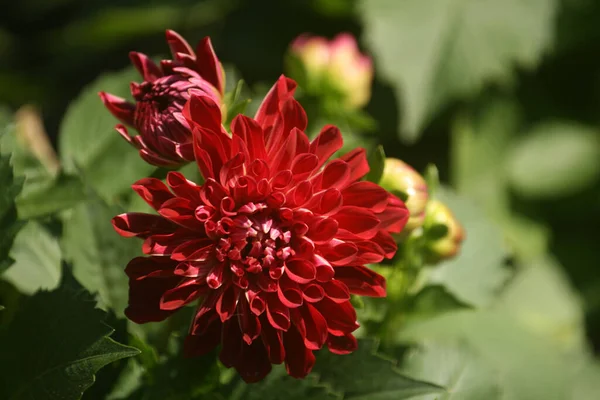 Eine Nahaufnahme Einer Schönen Roten Dahlienblüte Auf Verschwommenem Hintergrund — Stockfoto