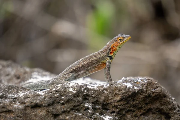 Gros Plan Lézard Lave Des Galapagos Sur Des Rochers — Photo