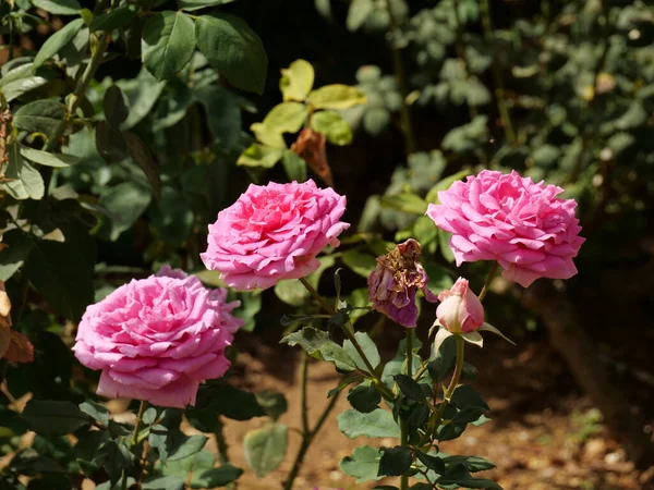 Selektywne Ujęcie Ostrości Różowych Kwiatów Ogrodzie Ciągu Dnia — Zdjęcie stockowe