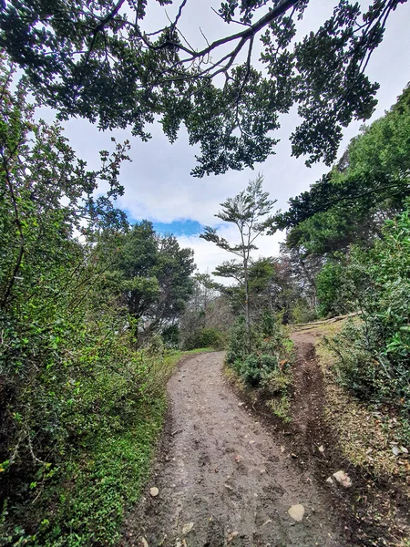 Vertikal Bild Stig Skog — Stockfoto