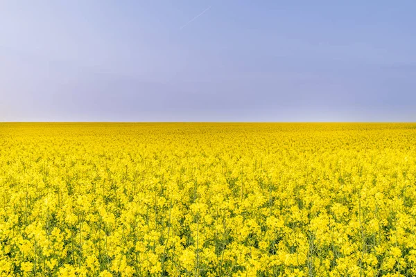 Beautiful Meadow Yellow Flowers — Stock Photo, Image