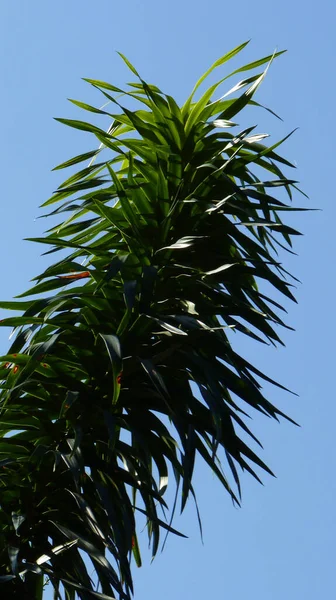 Een Closeup Van Een Dracaena Plant Blauwe Lucht Achtergrond — Stockfoto