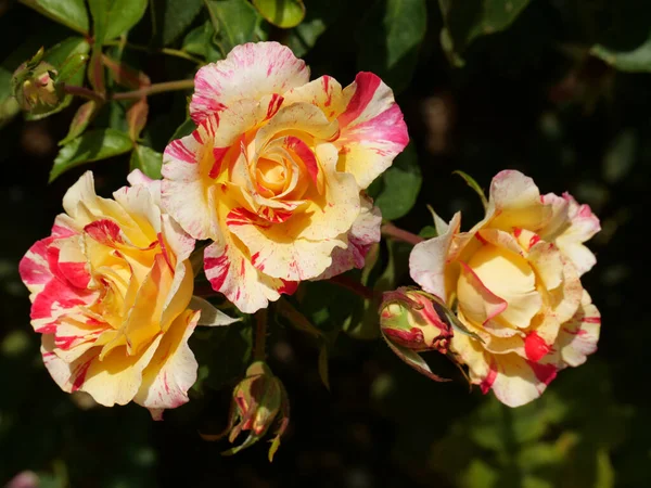 Selektywne Ujęcie Ostrości Różowych Żółtych Kwiatów Ogrodzie Ciągu Dnia — Zdjęcie stockowe