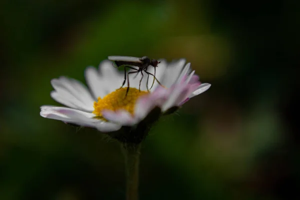 Mosquito Sentado Uma Margarida Livre — Fotografia de Stock