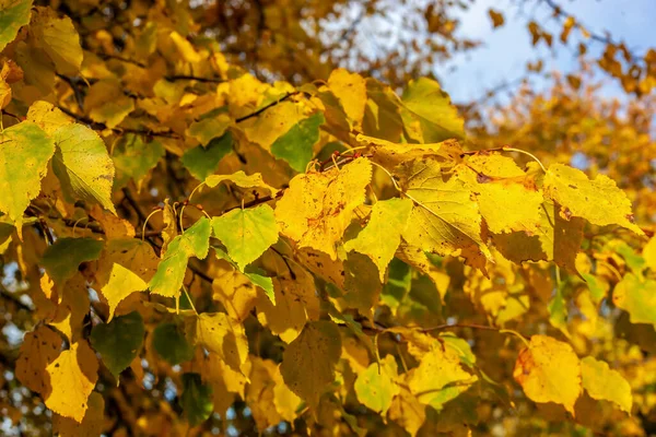 Eine Nahaufnahme Der Trockenen Gelben Blätter Den Bäumen Die Herbst — Stockfoto