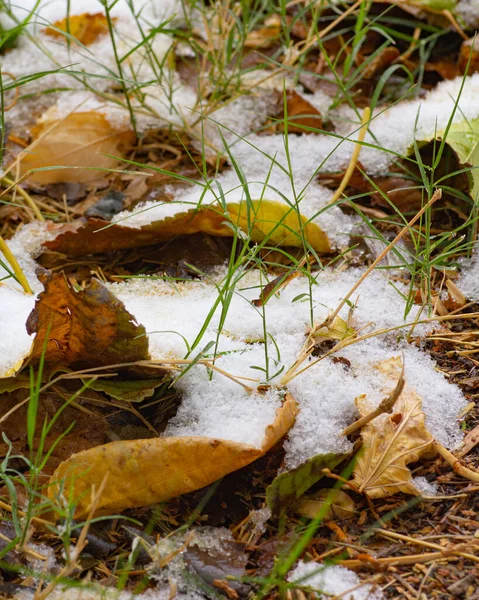 Närbild Smältande Snö Fallna Löv Våren — Stockfoto