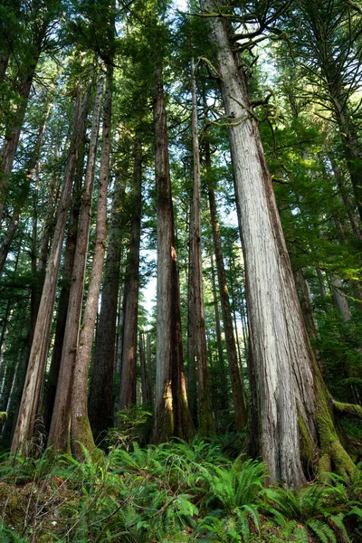 Kanada Vancouver Adası Ndaki Kırmızı Sedir Ağaçlarının Dikey Görüntüsü — Stok fotoğraf