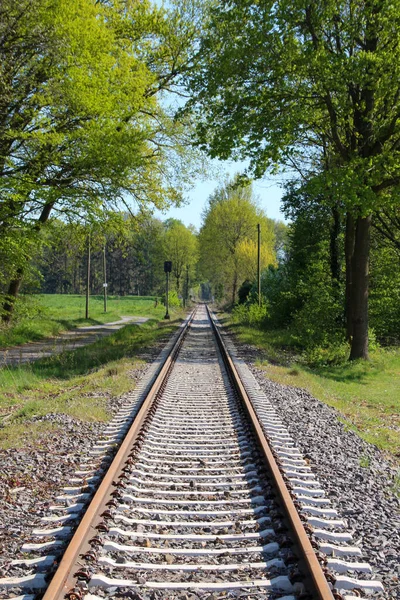 Een Verticaal Schot Van Spoorlijnen Omringd Door Bomen — Stockfoto