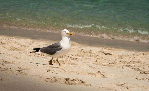 Gabbiano Che Cammina Sulla Sabbia Bianca Della Spiaggia — Foto Stock