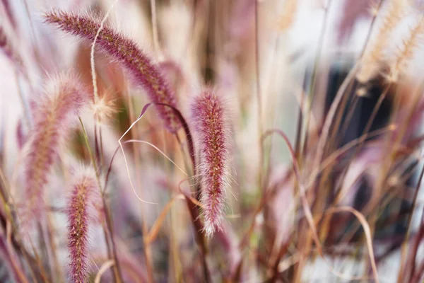 Enfoque Selectivo Las Plantas Crecimiento Perfecto Para Papel Pintado — Foto de Stock