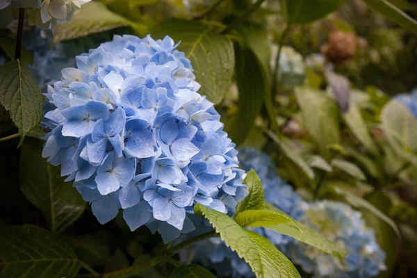 Крупный План Красивых Голубых Цветков Гортензии Цветущих Саду — стоковое фото