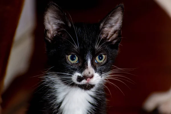 Tiro Close Gatinho Preto Branco Olhando — Fotografia de Stock