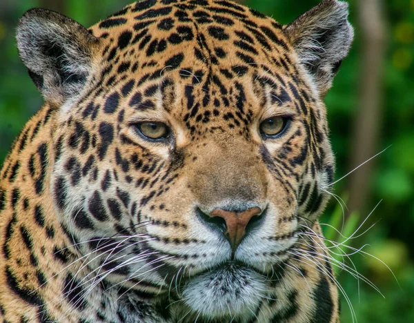 一幅美丽的非洲豹的肖像 — 图库照片