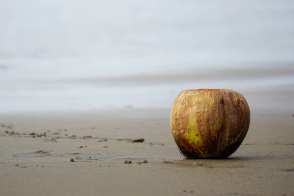 Closeup Shot Coconut Sand Beach Ocean Background — Stock Photo, Image