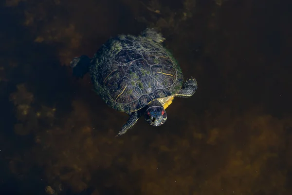 Высокоугольный Снимок Черепахи Плавающей Пруду — стоковое фото