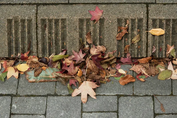 Gros Plan Feuilles Automne Tombées Sur Sol Dans Rue — Photo