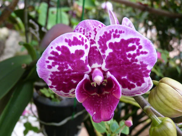 Gros Plan Fleurs Florissantes Orchidée Dans Verdure — Photo