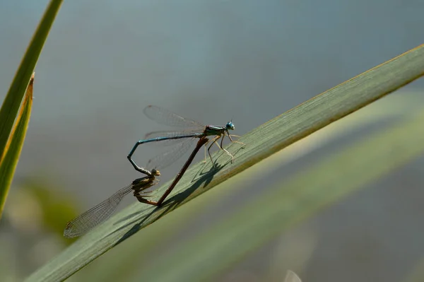 Macro Shot Dragonflies Mating Green Leaf Outdoors — Stock Photo, Image