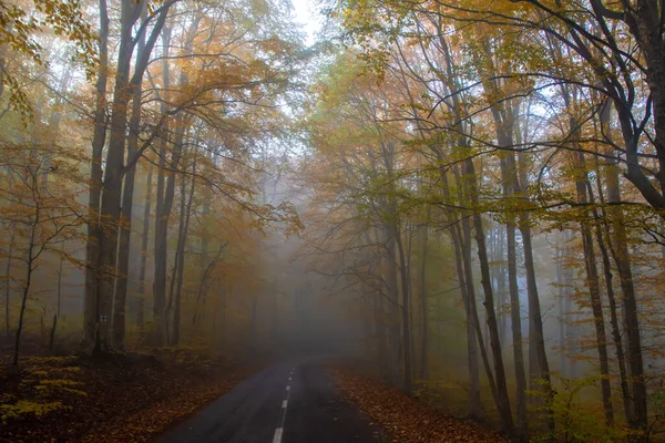 Uma Estrada Misteriosa Floresta Nebulosa Outono — Fotografia de Stock