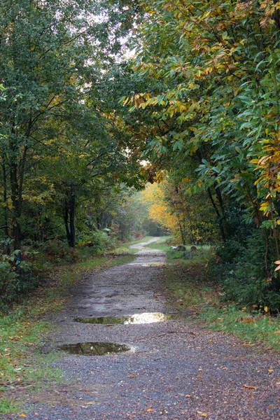 Svislý Záběr Cesty Procházející Lesem — Stock fotografie