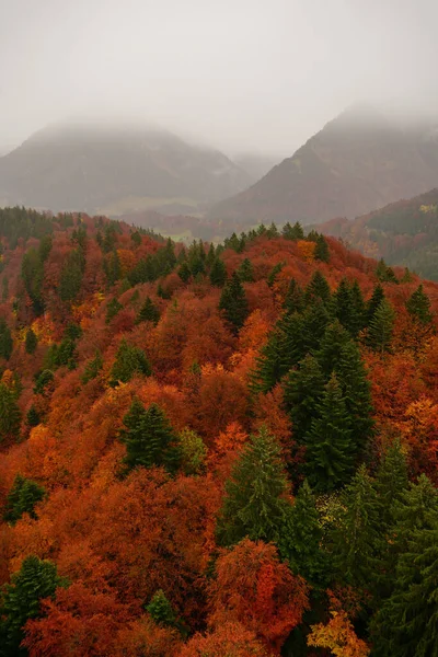 霧の日に山の中腹にオレンジと緑の秋の木の垂直ショット — ストック写真