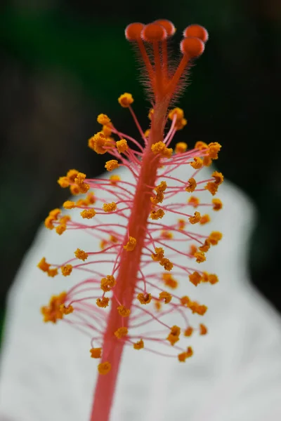 花粉とハイビスカスの花の雌しべの垂直閉鎖ショット — ストック写真