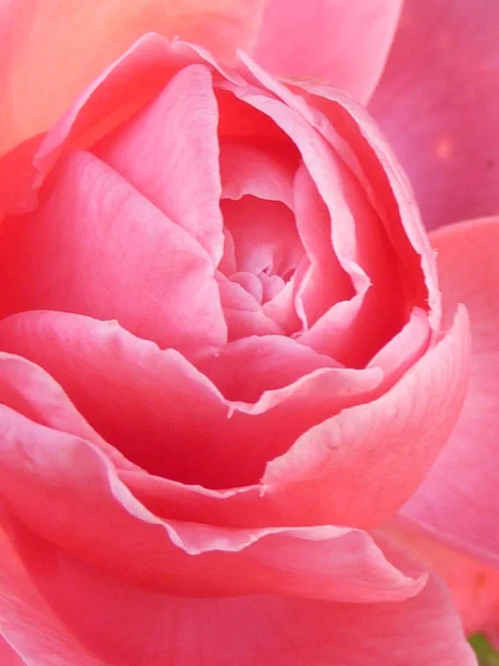 Primer Plano Una Rosa Rosada Florecida Con Pétalos Suaves —  Fotos de Stock