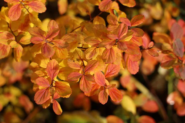 Tętniąca Życiem Faktura Złotych Jesiennych Drzew — Zdjęcie stockowe