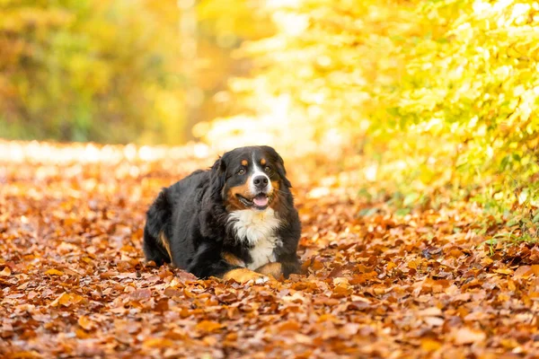 Een Closeup Van Een Schattige Berner Berg Hond Herfst Park — Stockfoto