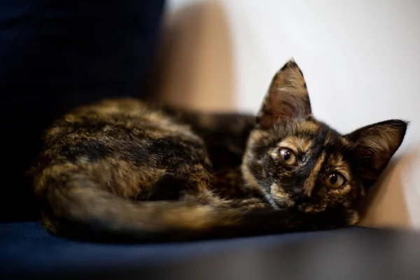 Closeup Shot Cute Brown Cat Lying Couch — Stock Photo, Image