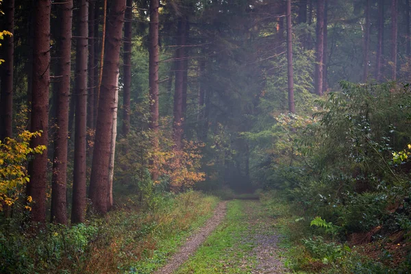 Caminho Que Leva Uma Misteriosa Floresta Eery — Fotografia de Stock