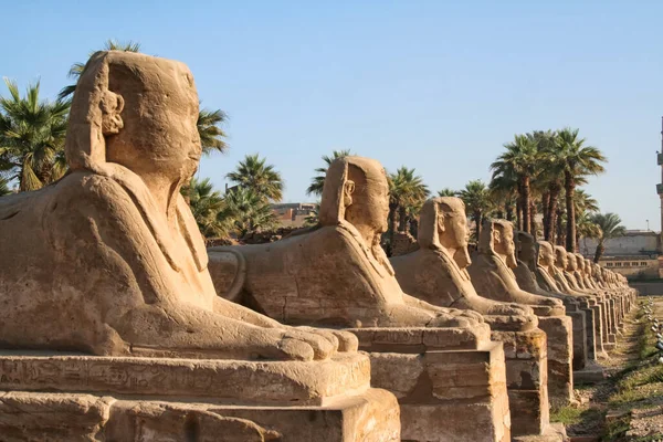 Avenida Esfinges Junto Templo Luxor Luxor Egipto Cierre Cielo Azul — Foto de Stock