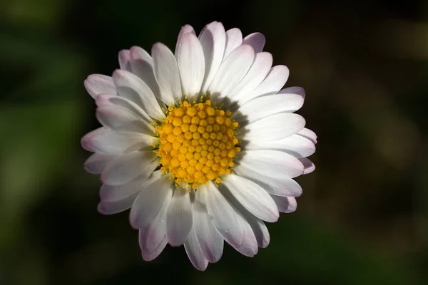 Een Oppervlakkige Focus Shot Van Een Kamille — Stockfoto