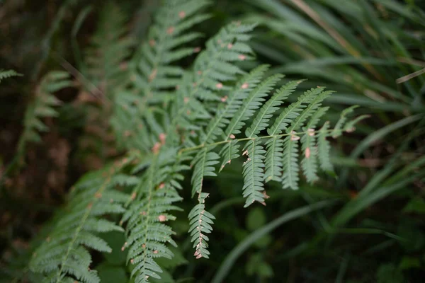 Enfoque Selectivo Hojas Dañadas Plantas Helechos Una Selva —  Fotos de Stock