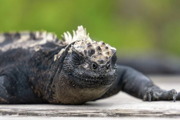 Close Uma Iguana Marinha Fundo Borrado — Fotografia de Stock